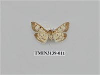 藏品(螟蛾277)的圖片